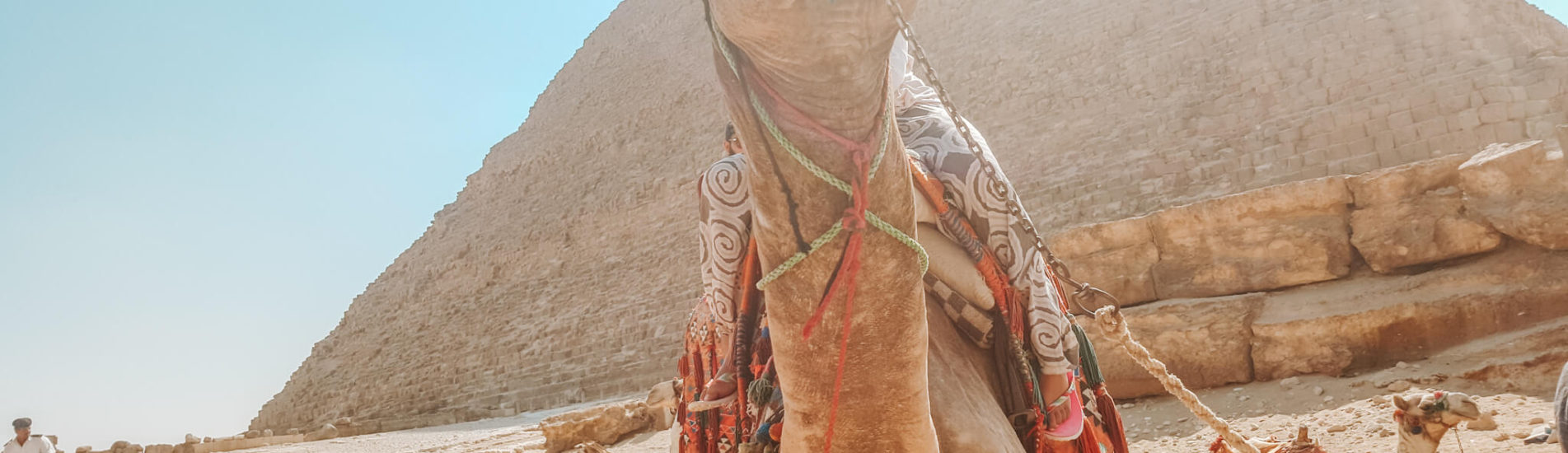 Camel in Egypt