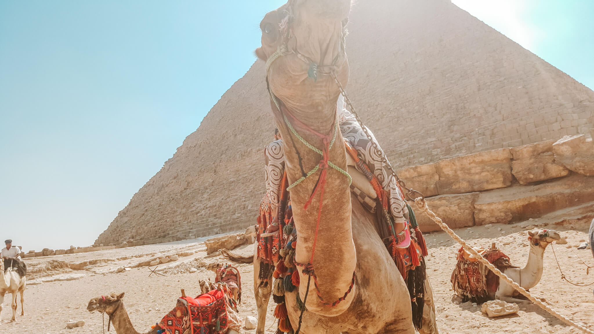 Camel in Egypt