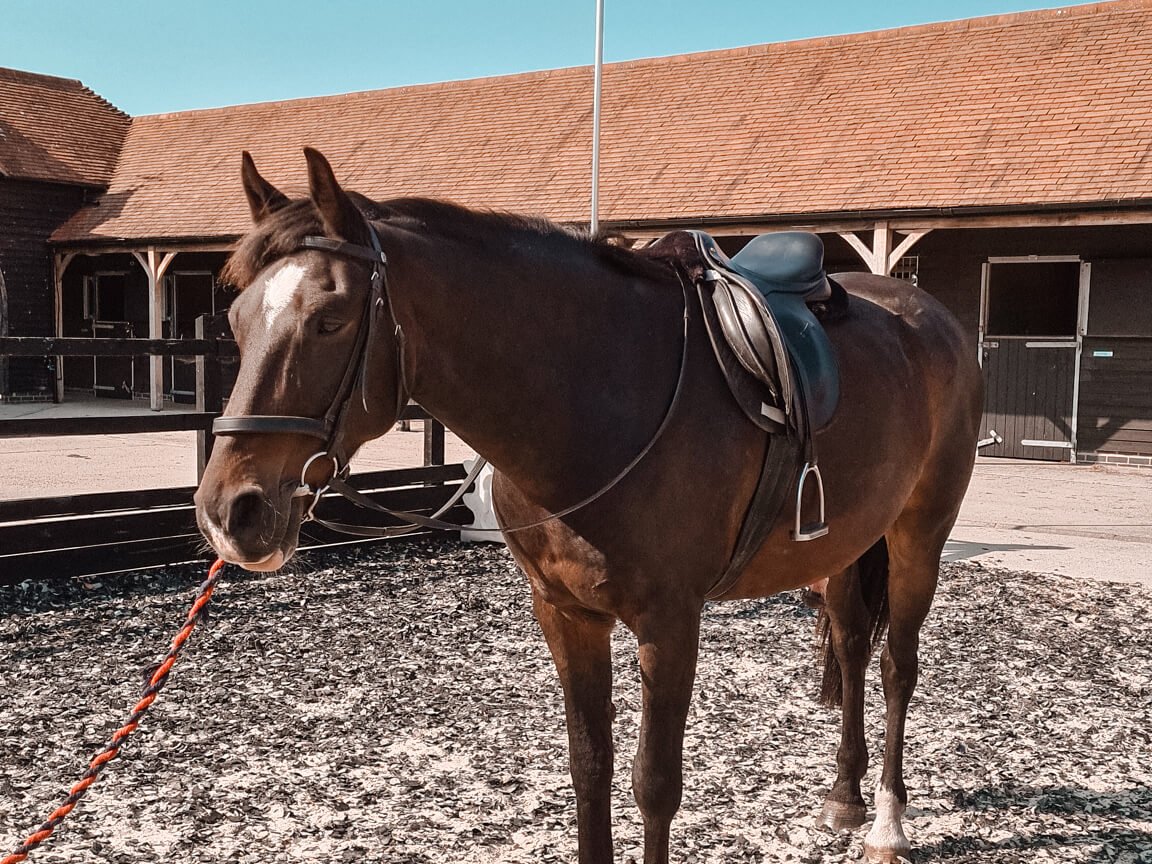 Four Seasons Hampshire Horse Riding