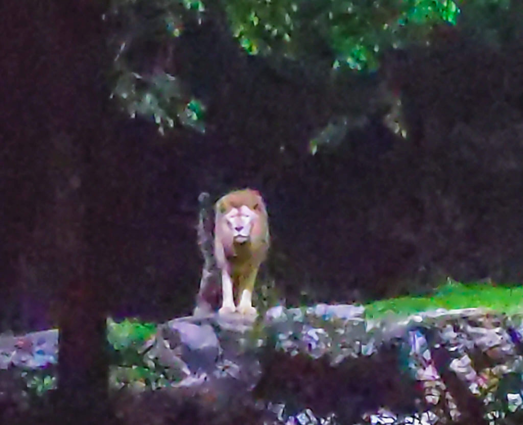 Singapore Night Safari