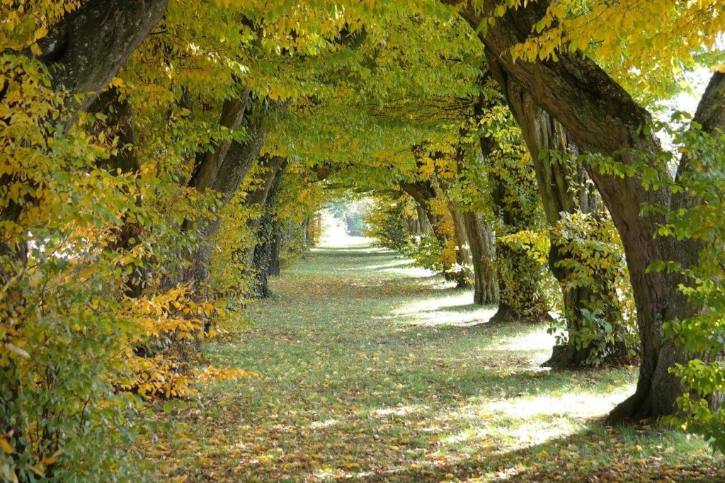 Forest walks