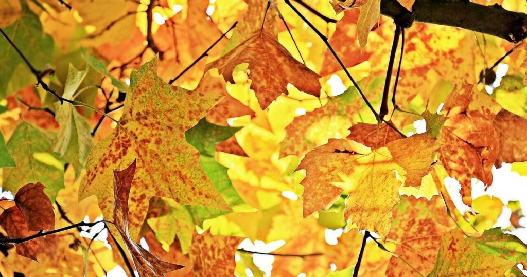 Chestnut Leaves that can be spotted on your Epping Forest Walks