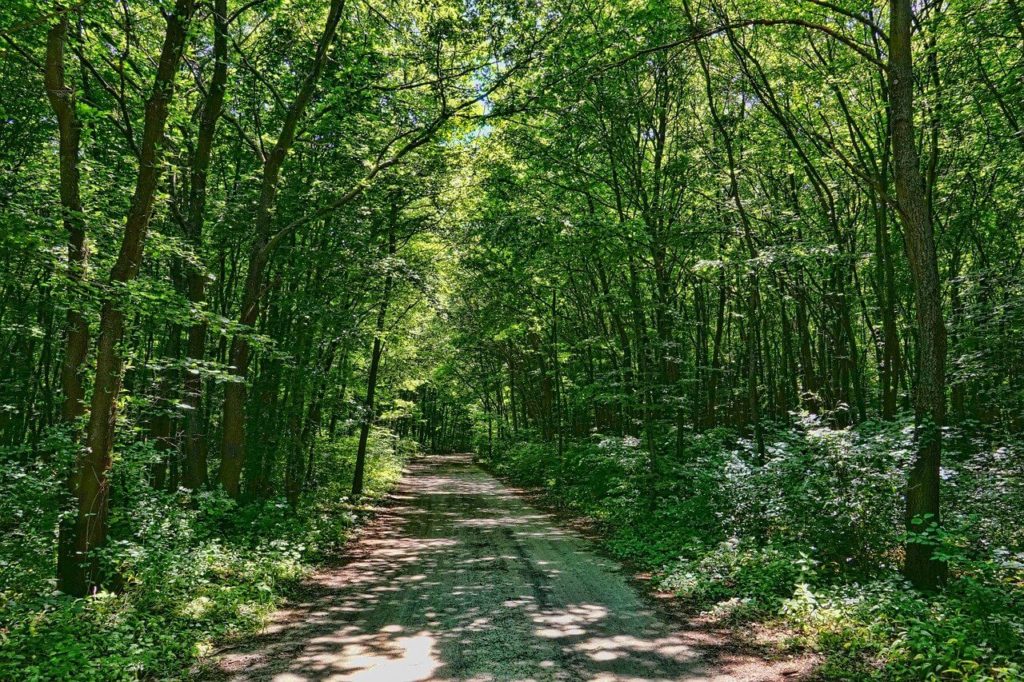 Forest walks
