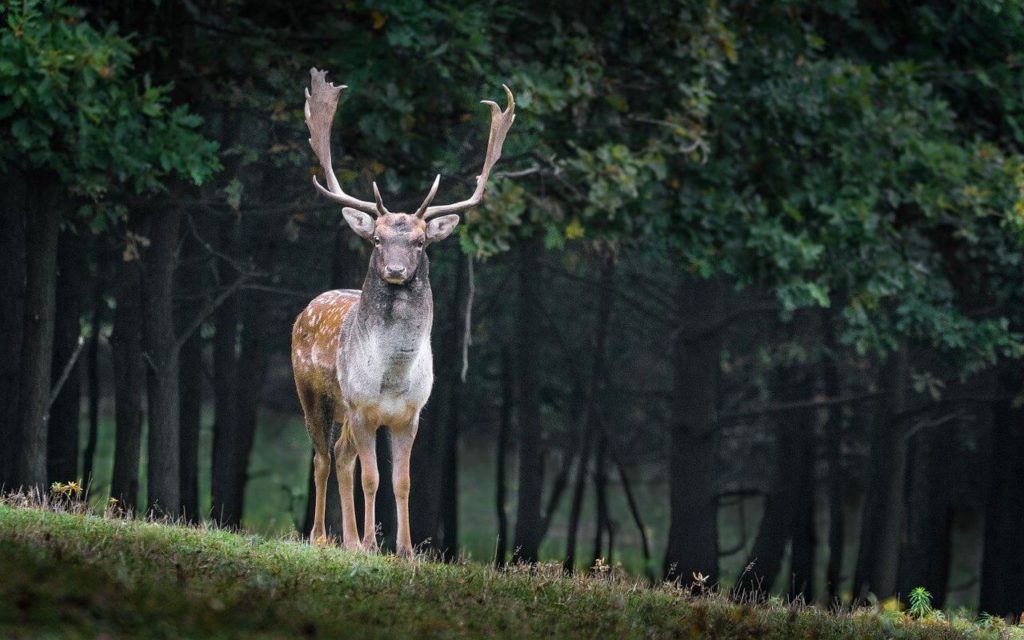 Fallow Deer can be spotted at Epping Forest on your walks
