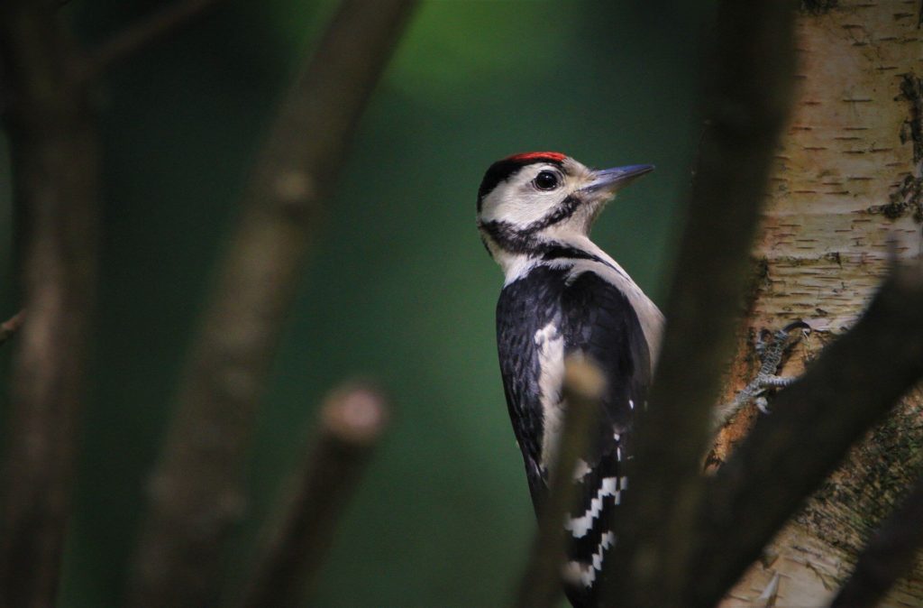 Woodpeckers can be spotted On Your Epping Forest Walks