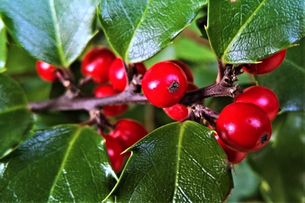 Holly at Epping Forest