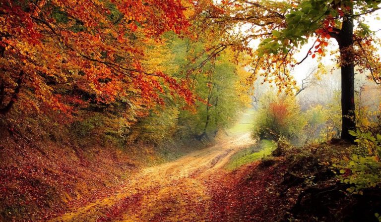Forest walks