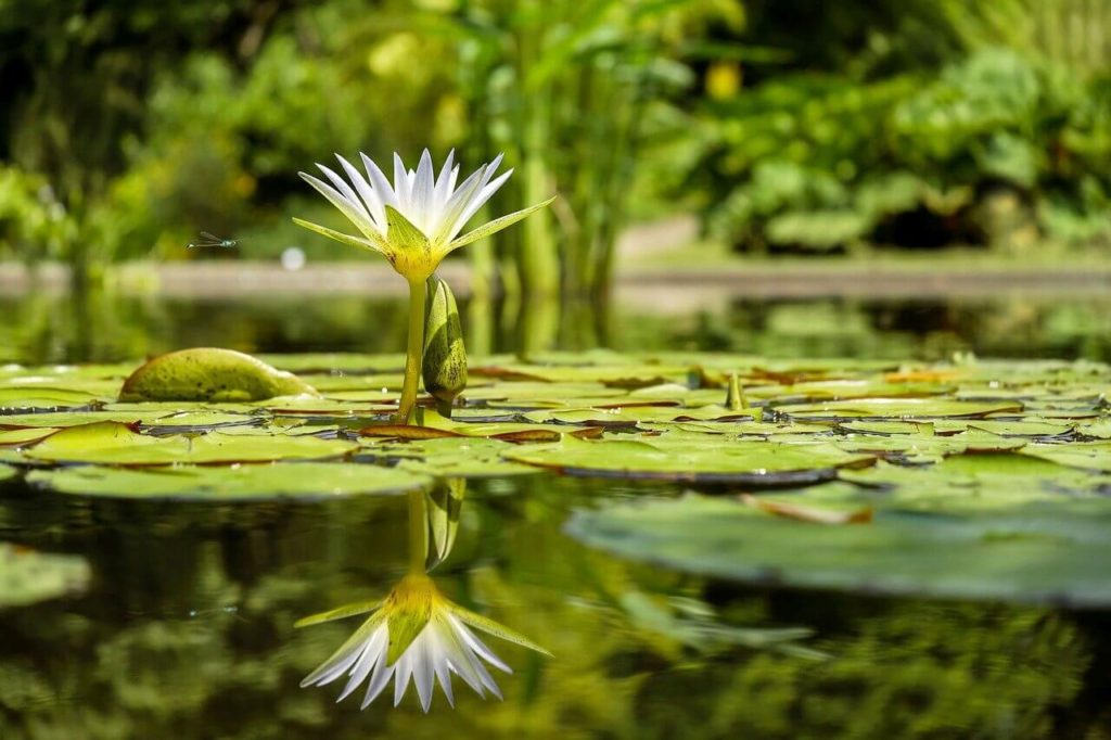 Water Lilies can be spotted