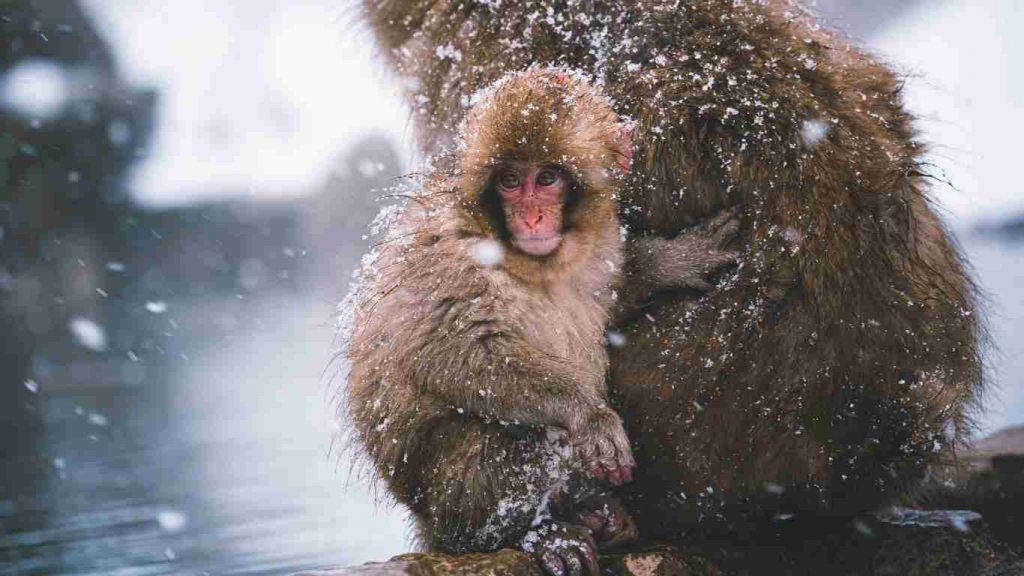 Snow Monkeys Japan
