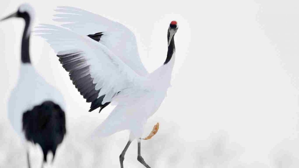 Red Crowned Cranes In Japan