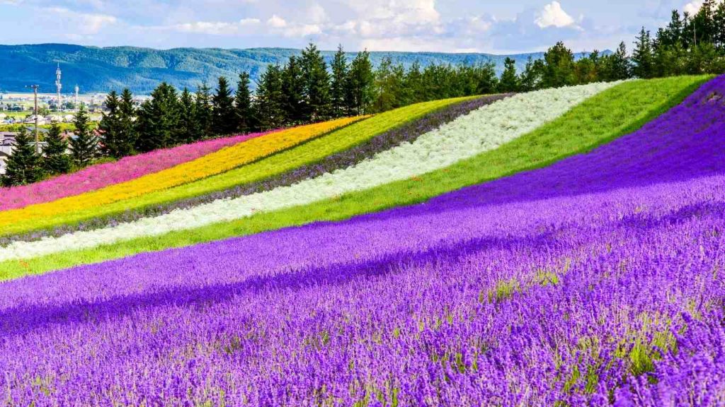 Hokkaido Lavender Fields Japan In Summer