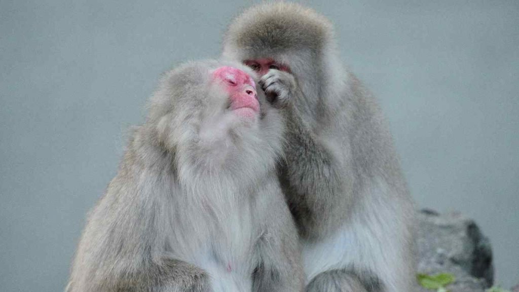Snow Monkeys In Japan