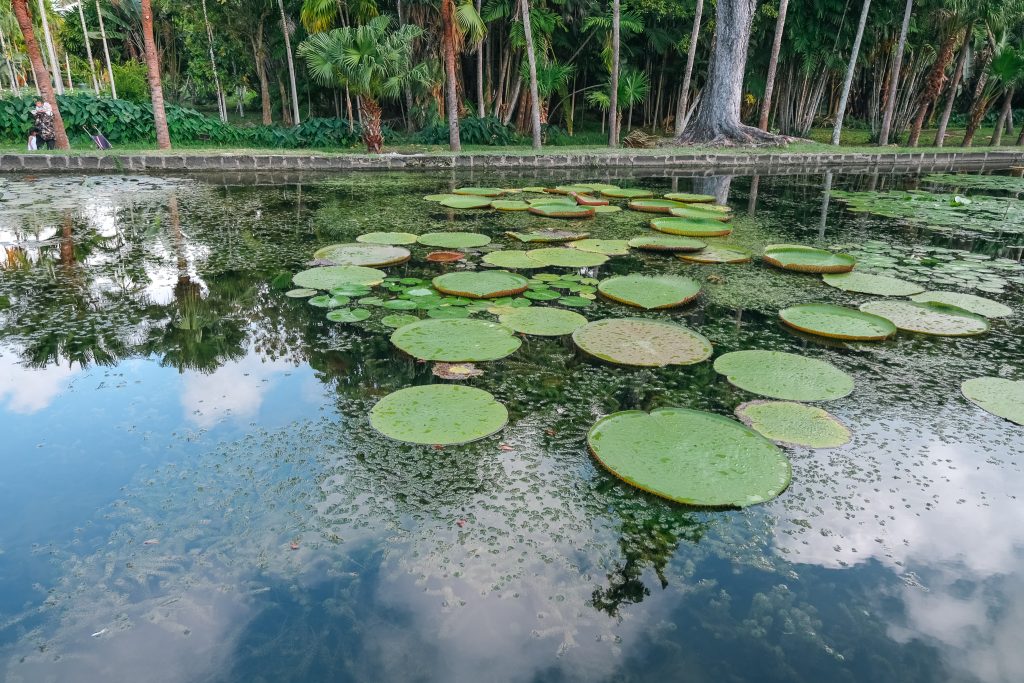 Sir Seewoosagur Ramgoolam Botanical Garden