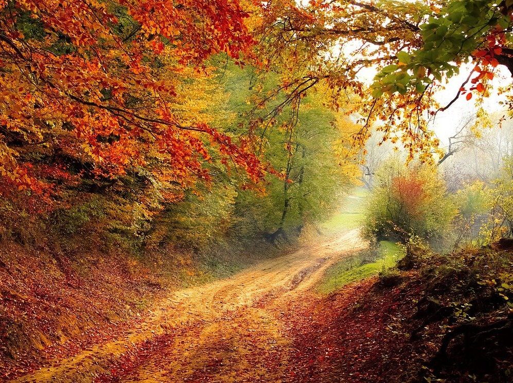Forest walks