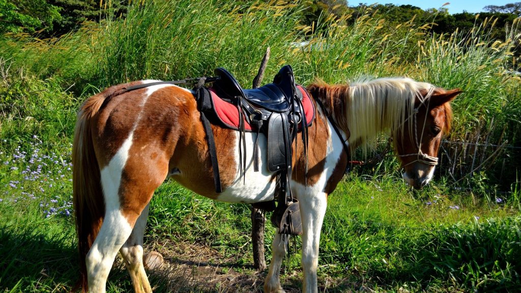 Horse Riding Santa Teresa Costa Rica
