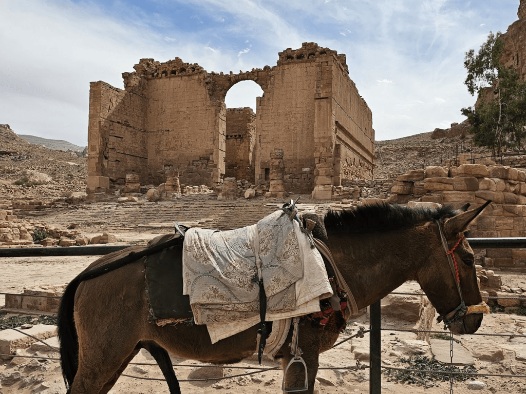 Horse at Petra Jordan